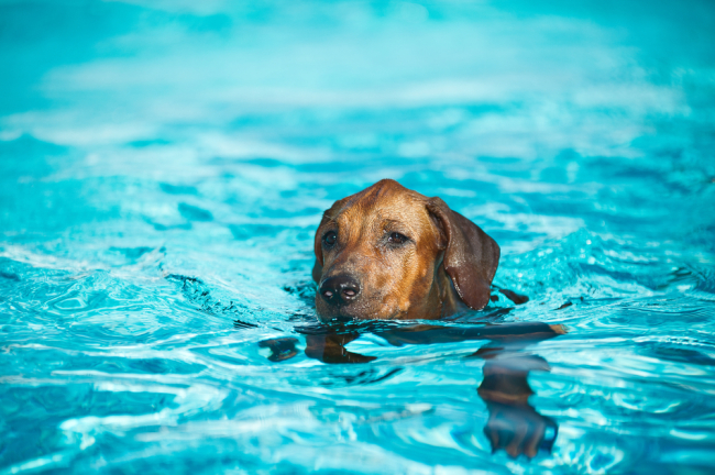 chien piscine belgique