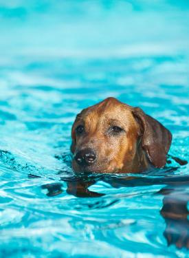 chien piscine belgique